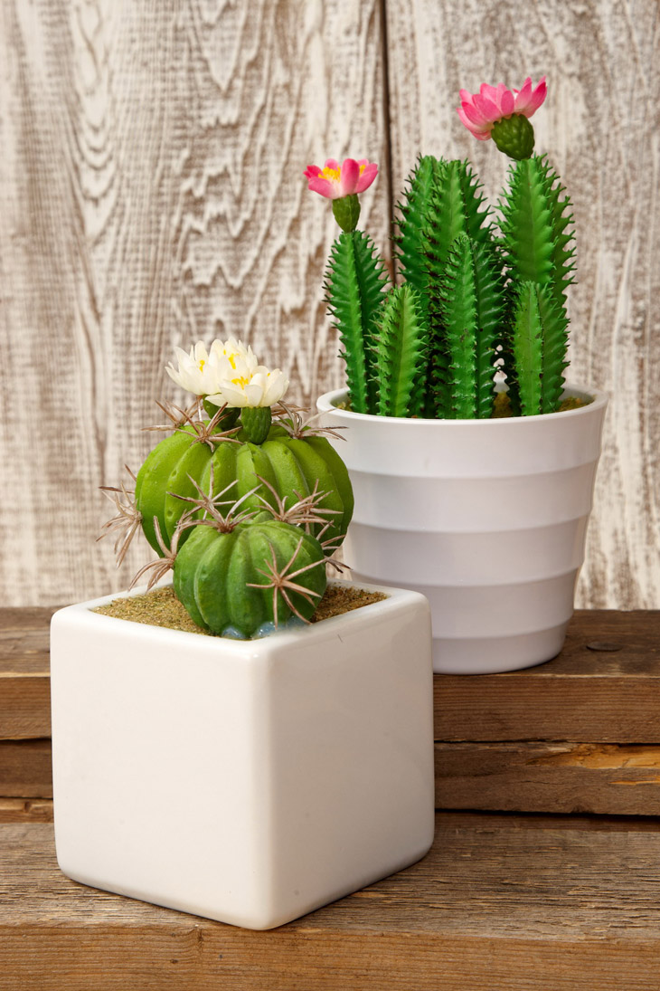 Image result for photos of kaktusi za doma