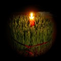 www.pticica.com 