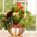 www.coventgardenplants.co.uk