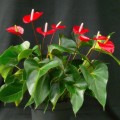www.oglesbytc.com