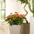 www.coventgardenplants.co.uk