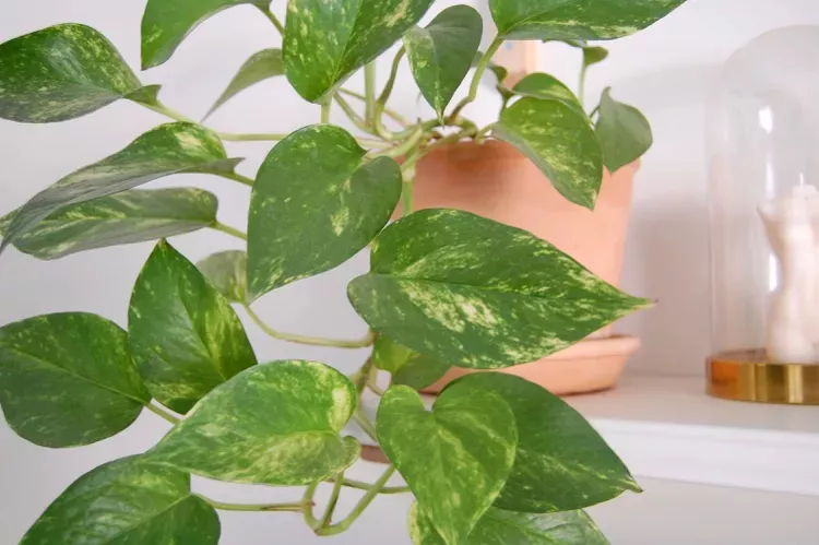 16 types of pothos golden 06c59e9442dd45b6adf2bdf251c3dd48 0e38836e4cc14502827ac2650234d81d