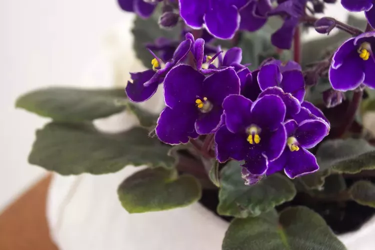 grow african violets indoors 1902733 02 ae7c409a65ba4b949cb33518c37dd90e e0ee286a0d88487d976c2a5143c096c0