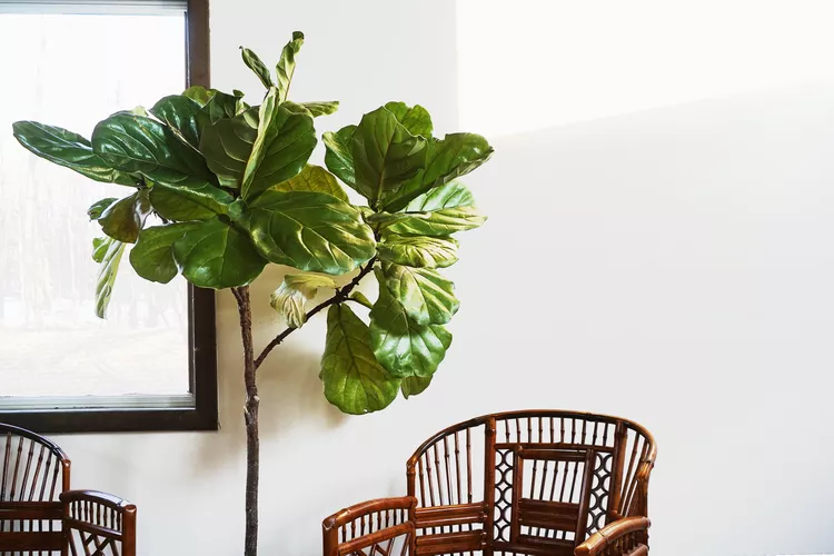grow fiddle leaf fig indoors 1902756 01 a796475237194ac7af7af7b952a2f11f