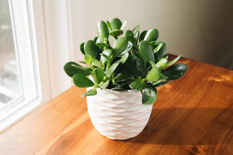 grow jade plants indoors 1902981 01 8f7707a296d3481585008307e61f5655
