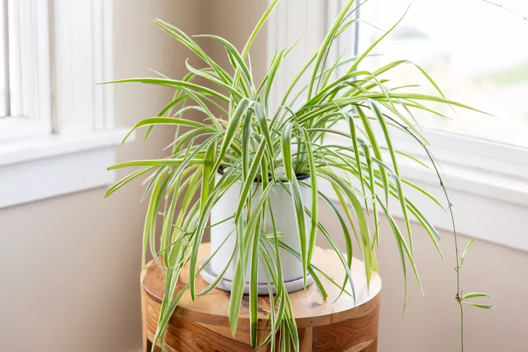 spider plants chlorophytum definition 1902773 01b 5459c1c4c717495c981f8b471c40fc1d